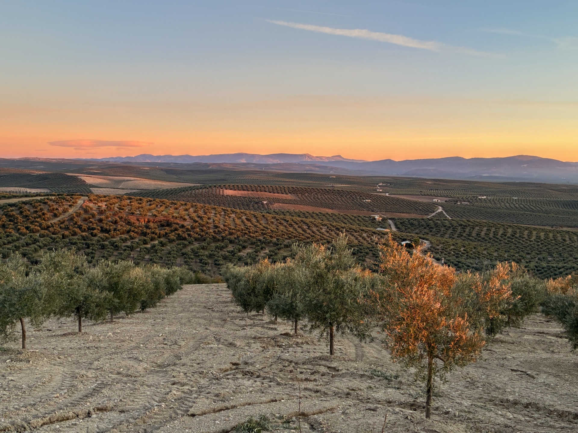 Vue panoramique sur nos oliveraies