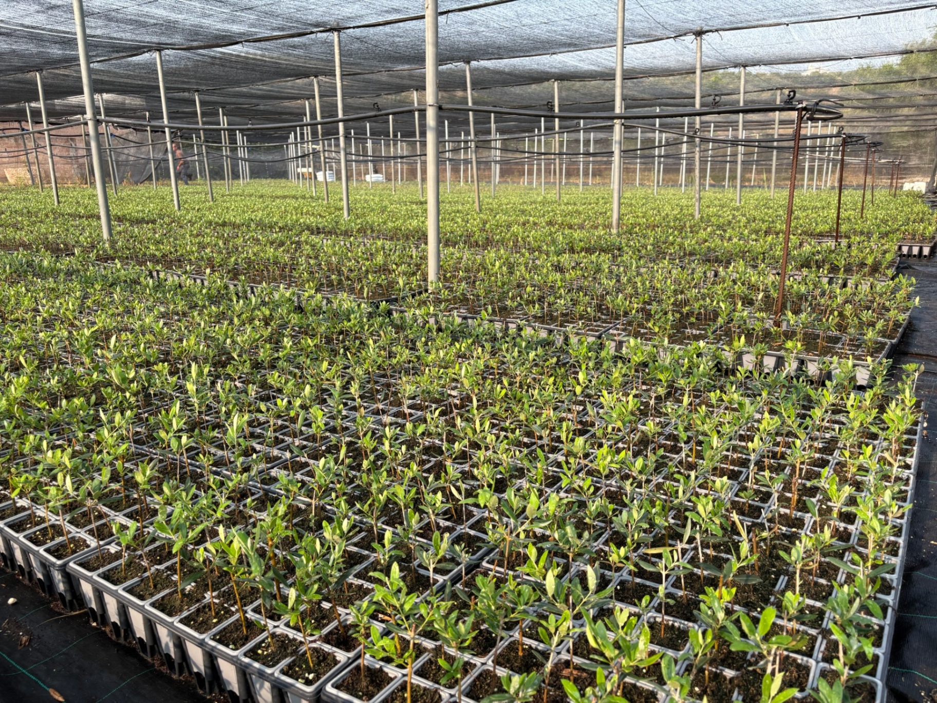Nos jeunes plants